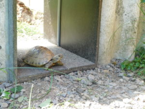 Schildkrötenhaus 2019