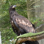 Seeadler 2019