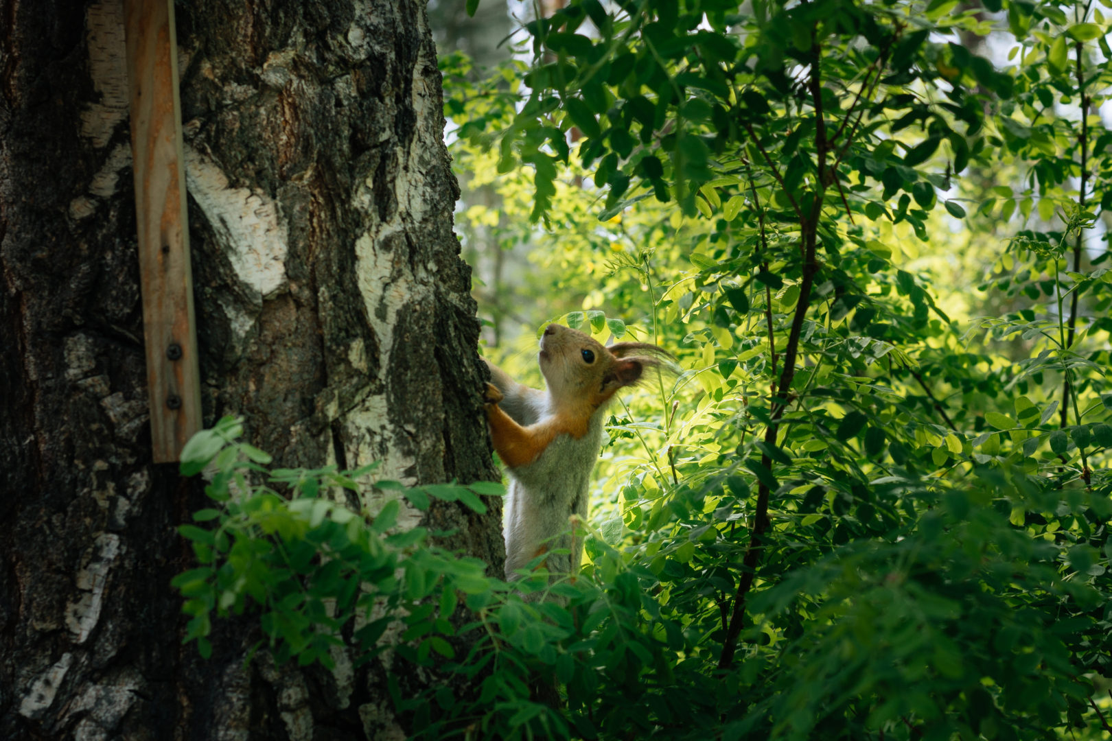 Eichhörnchen klettert eine Birke hoch