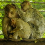 Berberaffe Cloe Tierpark Neumünster