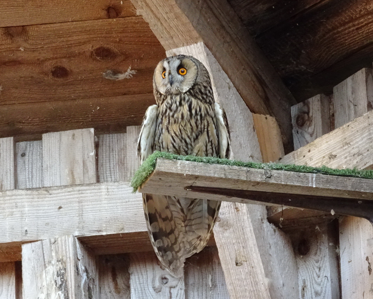 „Jäger der Lüfte“