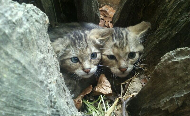 Wildkatzen 07-2012